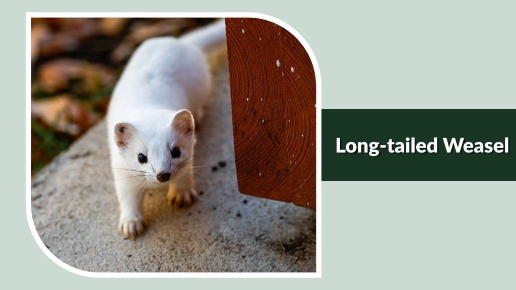  Long-tailed Weasel