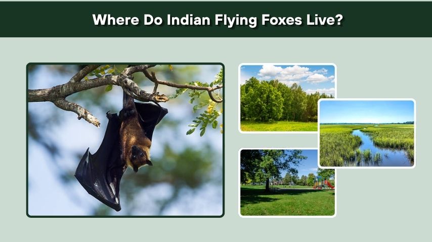 Where Do Indian Flying Foxes Live?