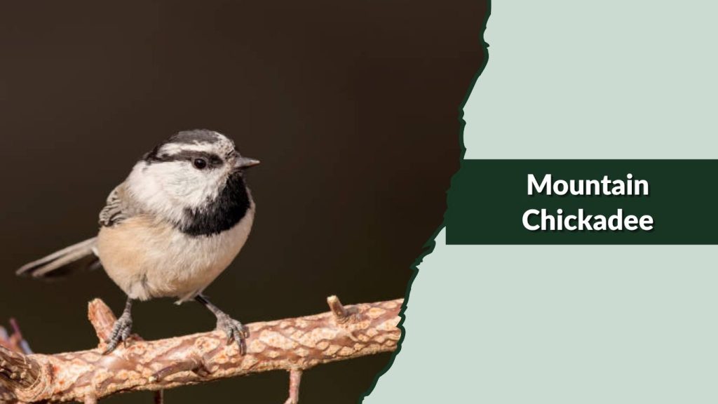  Mountain Chickadee