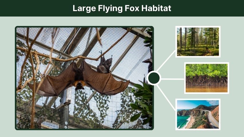 Large Flying Fox Habitat