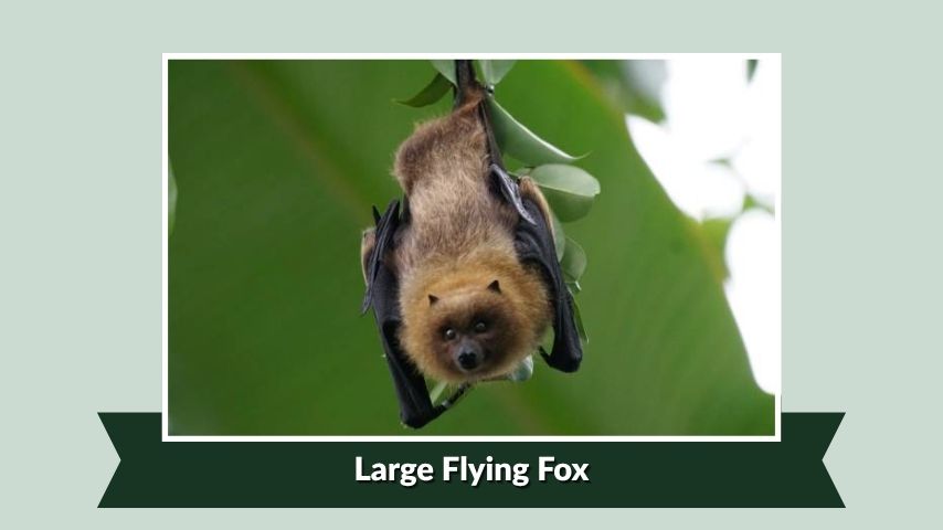 Large Flying Fox