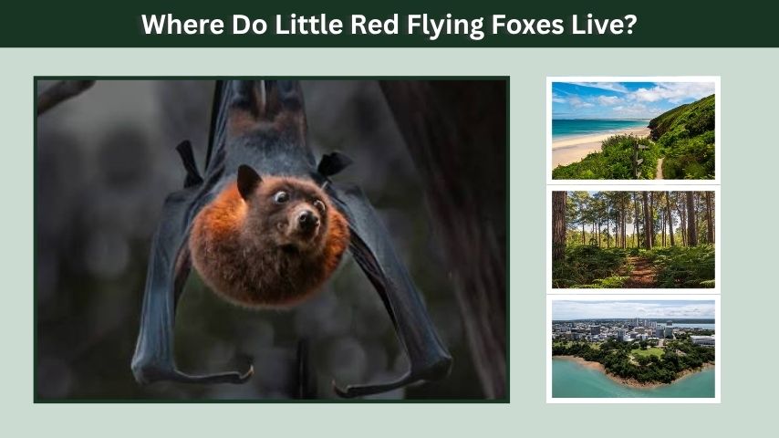 Where Do Little Red Flying Foxes Live?