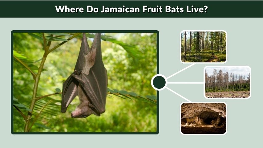 Where Do Jamaican Fruit Bats Live?