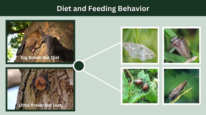 Diet and Feeding Behavior