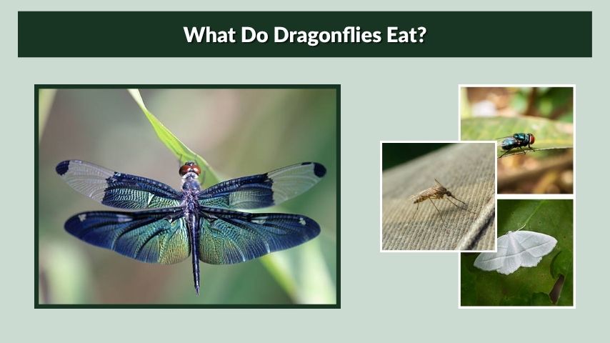 What Do Dragonflies Eat?
