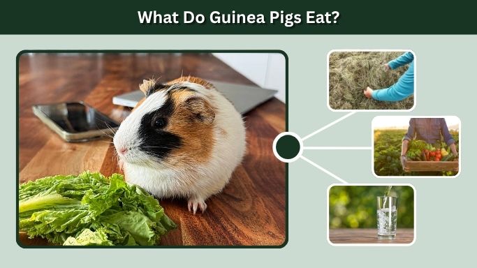 What Do Guinea Pigs Eat?