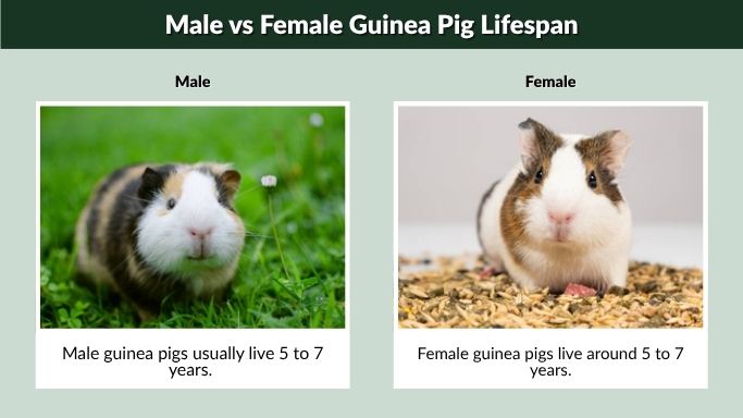 Male vs Female Guinea Pig Lifespan