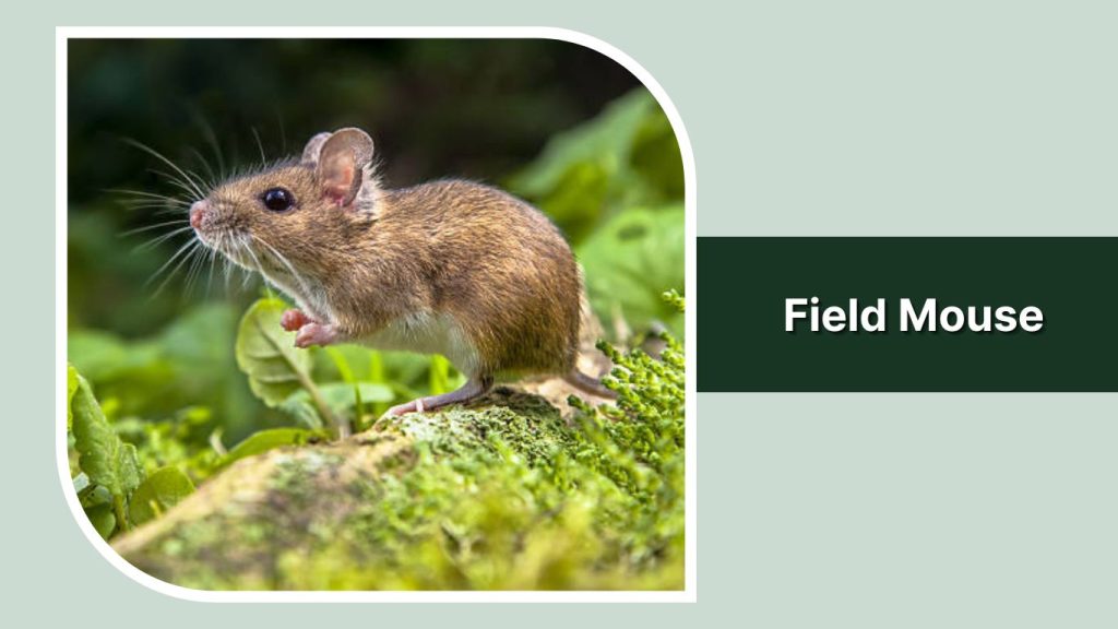 Field Mouse