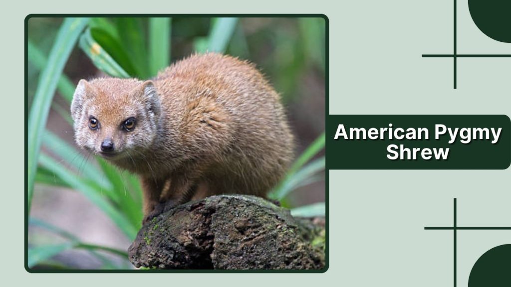 American Pygmy Shrew