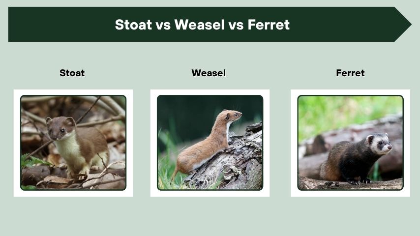 Stoat vs Weasel vs Ferret