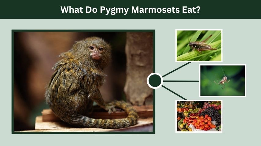 What Do Pygmy Marmosets Eat?