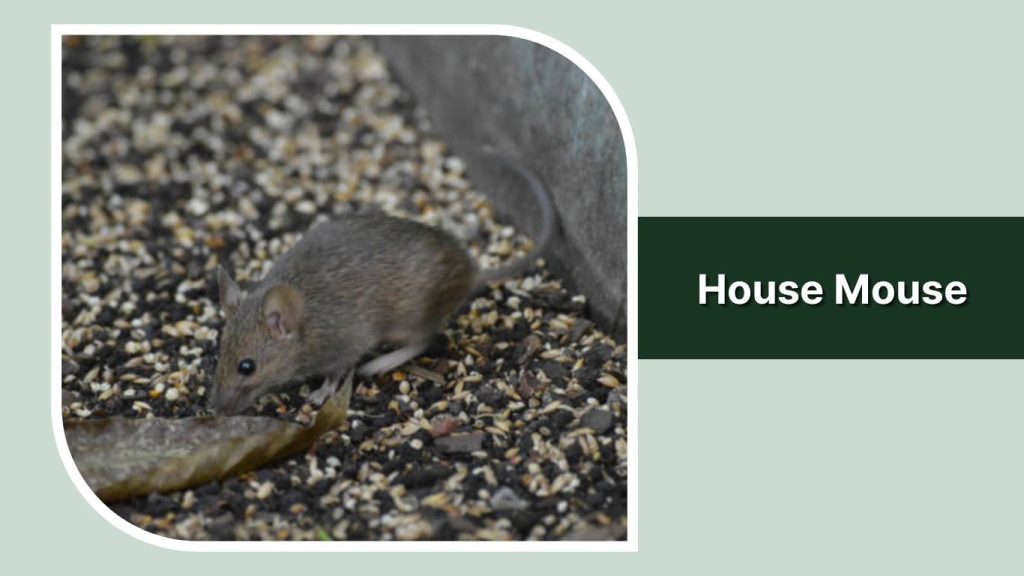 House Mouse