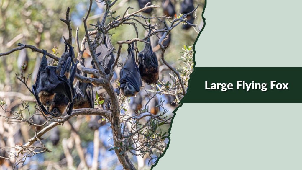 Large Flying Fox