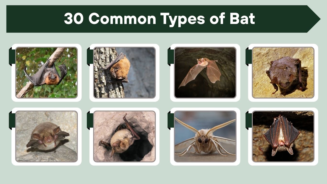 30 Common Types of Bat: Small to Large species Identification
