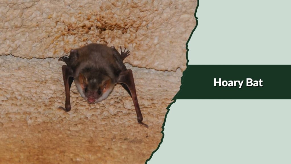 Hoary Bat