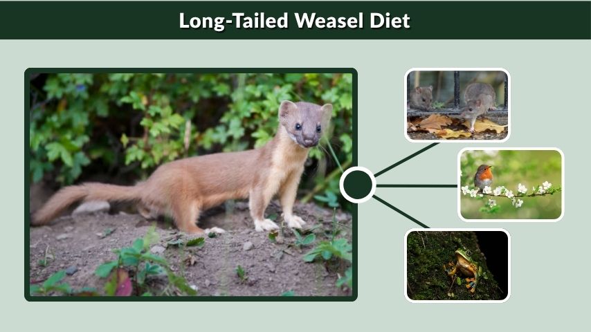 Long-Tailed Weasel Diet