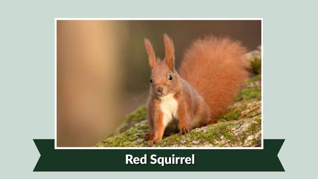 Red Squirrel