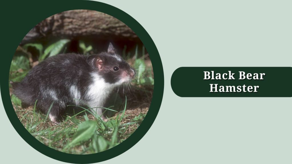 Black Bear Hamster