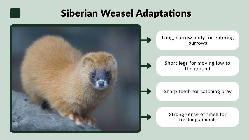 Siberian Weasel Adaptations