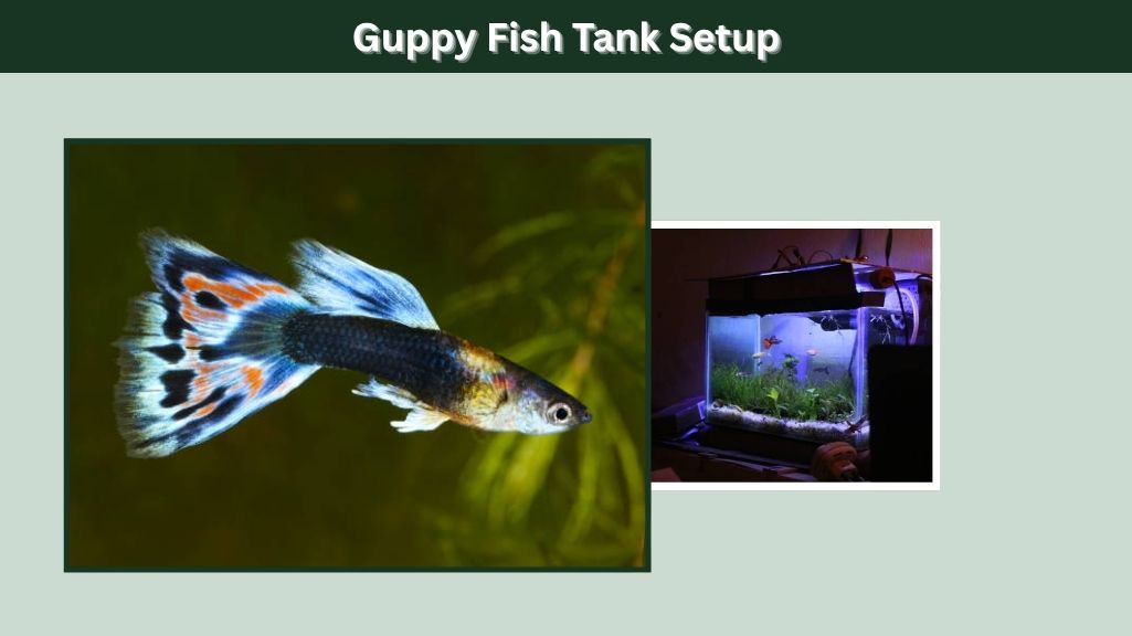 Guppy Fish Tank Setup
