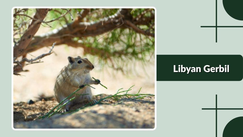  Libyan Gerbil