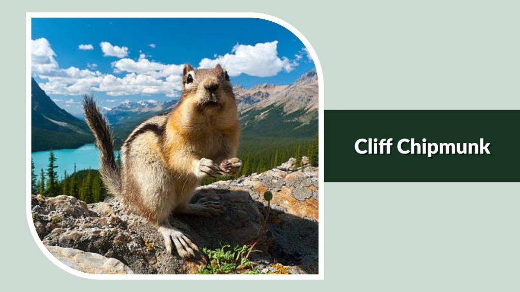 Cliff Chipmunk