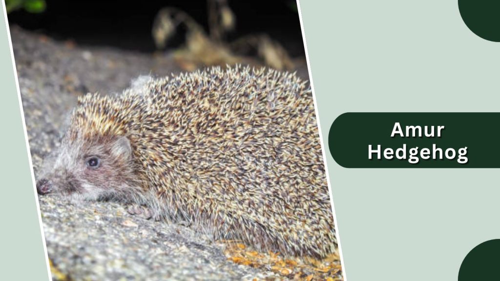  Amur Hedgehog