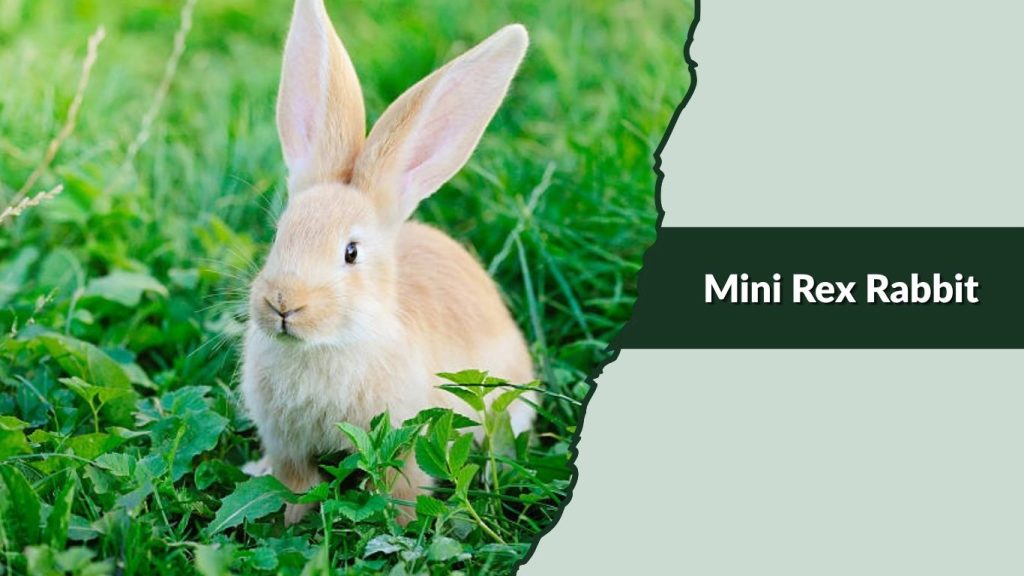 Mini Rex Rabbit