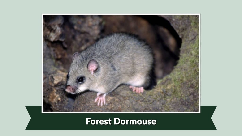Forest Dormouse