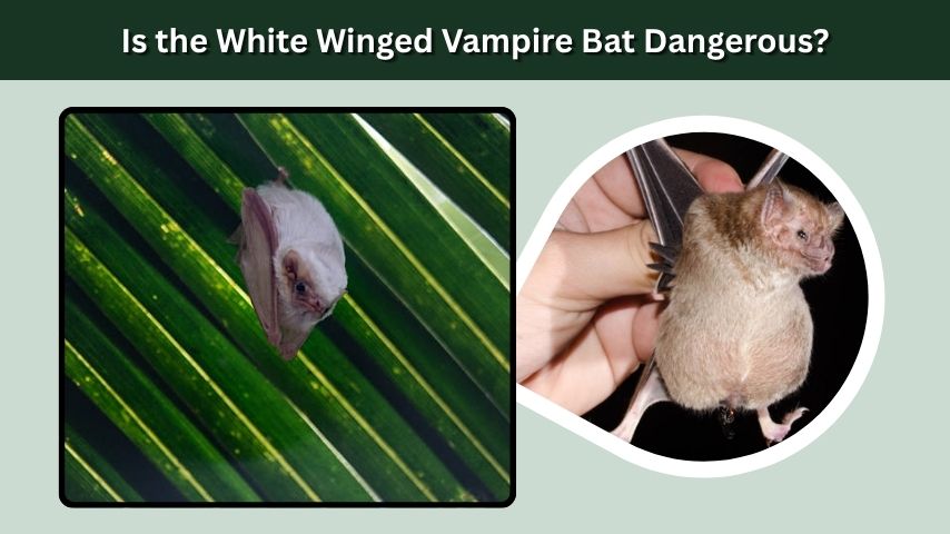 Is the White Winged Vampire Bat Dangerous?