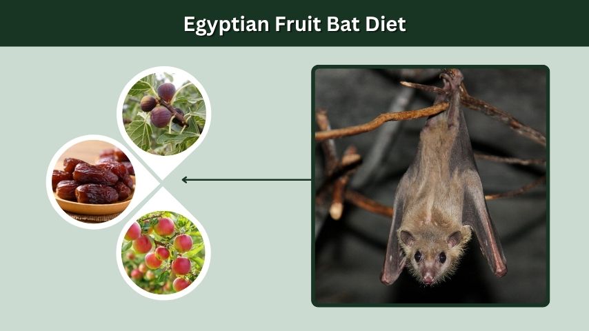 Egyptian Fruit Bat Diet