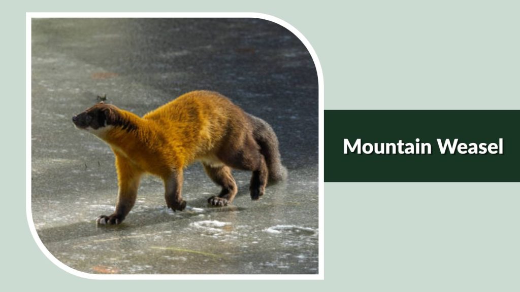  Mountain Weasel