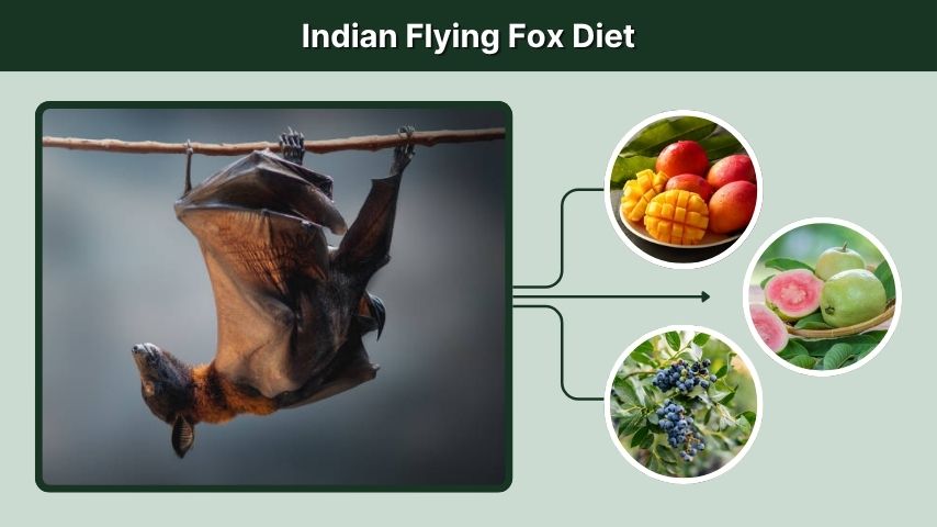 Indian Flying Fox Diet