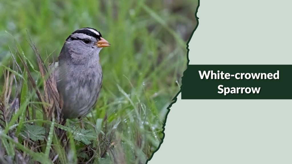 White-crowned Sparrow