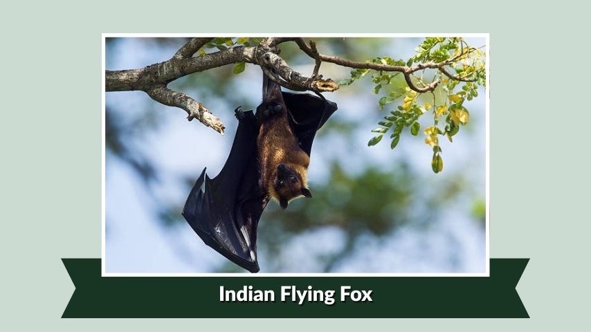 Indian Flying Fox