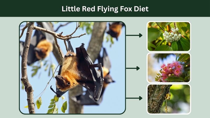 Little Red Flying Fox Diet