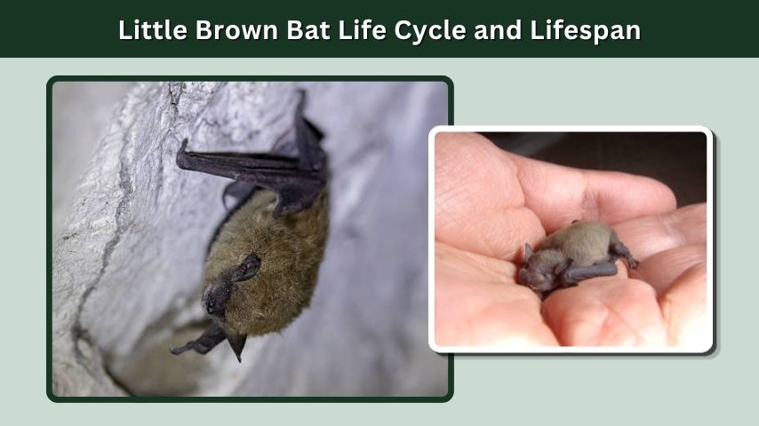 Little Brown Bat Life Cycle and Lifespan
