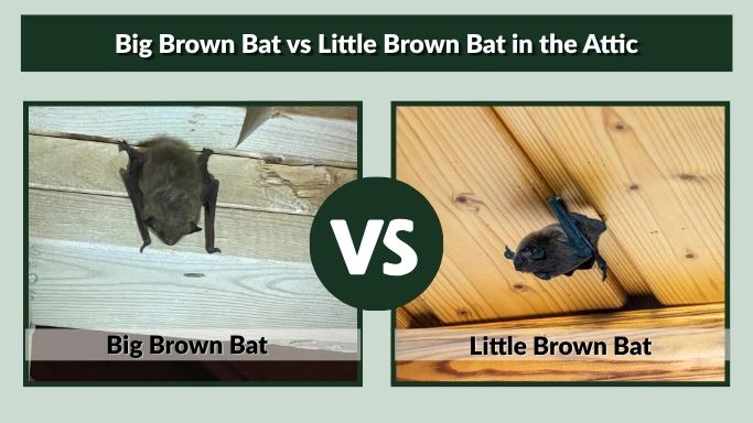 Big Brown Bat vs Little Brown Bat in the Attic