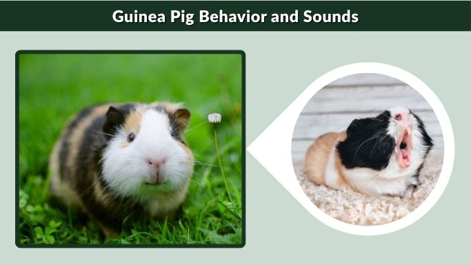 Guinea Pig Behavior and Sounds