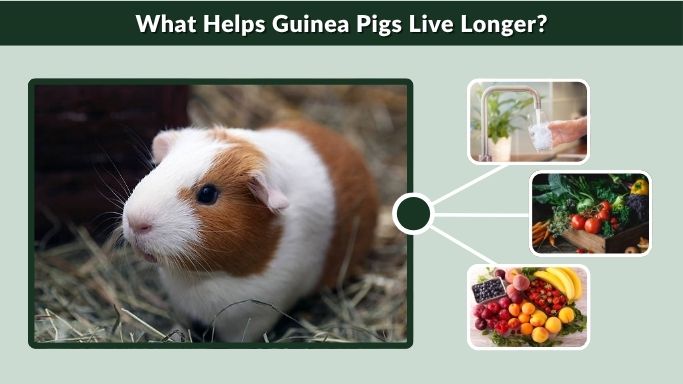 What Helps Guinea Pigs Live Longer?