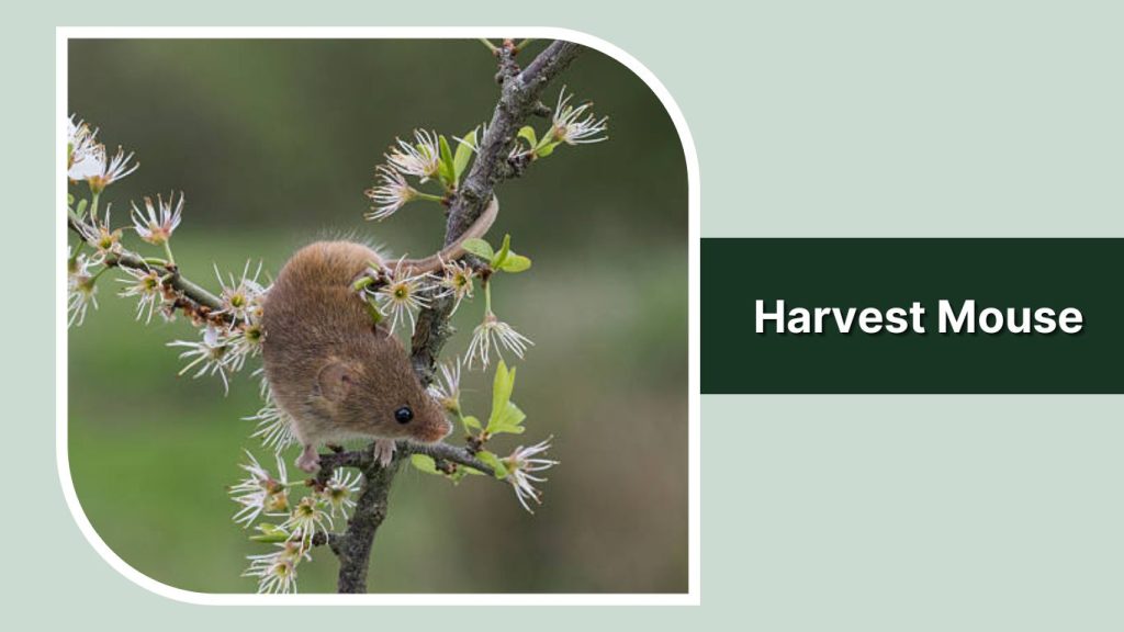 Harvest Mouse