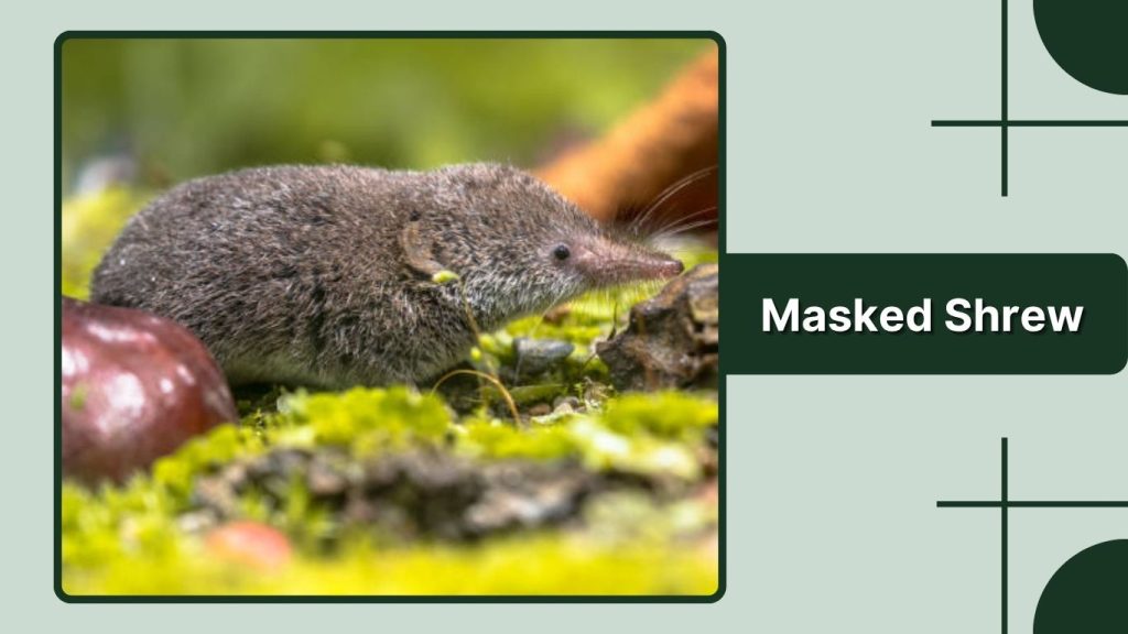  Masked Shrew