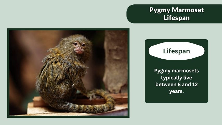 Pygmy Marmoset Lifespan
