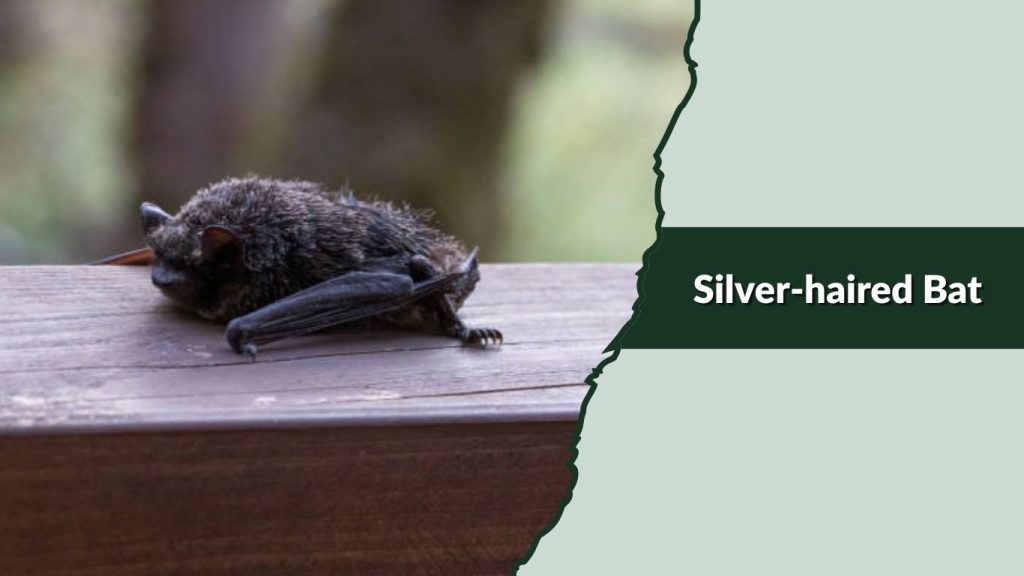 Silver-haired Bat