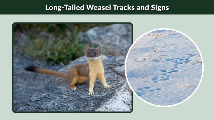 Long-Tailed Weasel Tracks and Signs