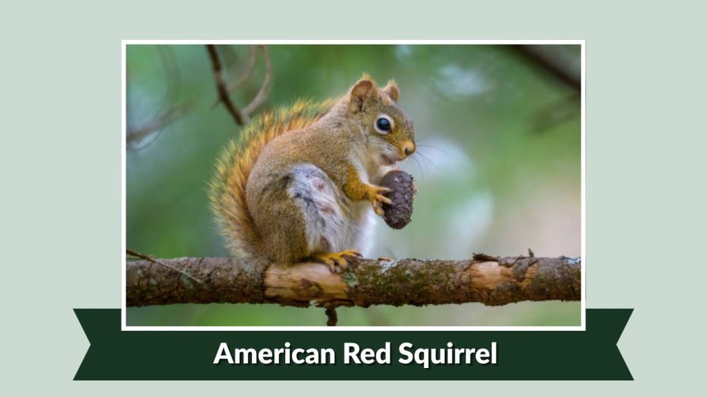  American Red Squirrel