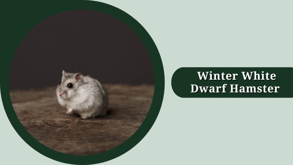 Winter White Dwarf Hamster