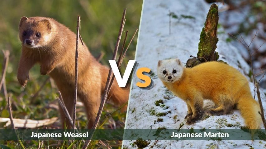 Japanese Weasel vs. Japanese Marten
