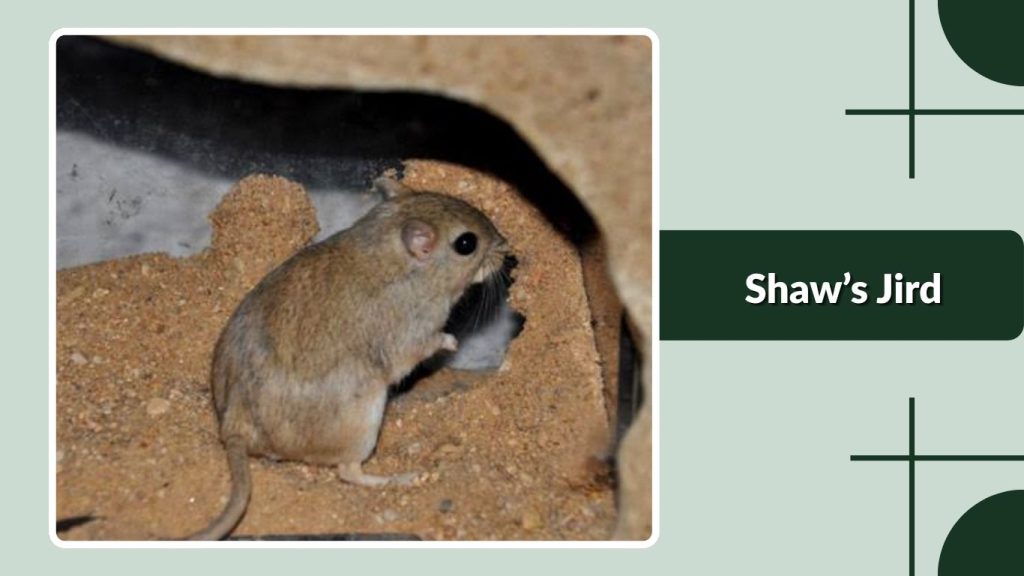 Shaw’s Jird