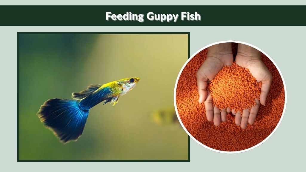 Feeding Guppy Fish